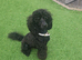 Gorgeous Miniature Poodle
