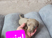 Dachshund Puppies for Sale