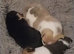 Two adorable male pomchi puppies