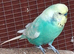 Budgies