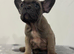 French bulldog puppies ready to leave