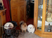 Stunning top quality Pekingese puppies