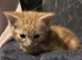 Kitten