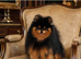 BLACK & ORANGE POMERANIAN STUD NATURAL ONLY