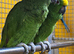 Baby Yellow Crowned Amazon Talking parrot,8