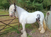 Proper old fashioned cob mare