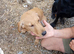 Yellow Labrador puppy