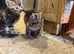 Kittens for Sale