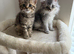 Beautiful kittens Scottish