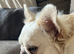 Full visible fluffy frenchie pair