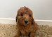 Adorable Cavapoo puppies