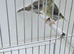 BEAUTIFUL PROVEN PAIR MUTATION SILVER SISKINS