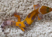 Bargain leopard gecko babies