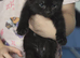 9 week old