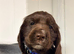 7 beautiful cocker spaniel