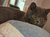 2 British shorthair blue sisters