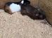 Boy guinea pigs