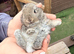 Mini lop babies
