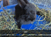 Baby Rabbits 8 week old Friendly