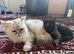 Persian Female Kitten
