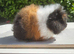 Baby swiss guinea pigs
