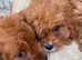 F1 Toy Fully Health Tested Girl Cavapoo’s