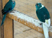 Mixed kakariki