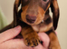 Miniature dachshund puppies