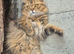 For sale Beautiful Pure Persian Kittens