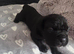Cane Corso Pups