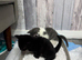 Exquisite Ragdoll / Turkish Angora Kittens – 7 Weeks Old | Blue-Eyed | Home-Raised