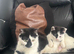 kitten ready for new homes
