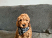 6 FOX RED CAVAPOO BOYS READY NOW