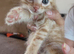 4 adorable ginger boy kittens available..have beautiful markings