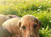 Beautiful dachshund boy