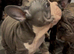 Velvet French bulldog