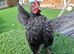 This year's serama cocks