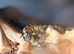 Large python