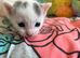 5 beautiful kittens