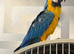 SEMI TAME AND TALKING BABY BLUE AND GOLD MACAW FOR SALE