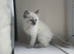 BEAUTIFUL RAGDOLL TYPE MALE KITTENS