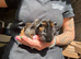 Beautiful Baby Guinea Pigs Mixed Colour Male & Femal