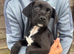 Border terrier x patterdale puppy