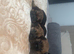 3 border terrier puppies