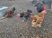 Pekin bantam Cockerells