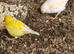 14 canary