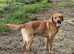 Offering for Stud - KC Registered Fox Red Labrador