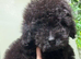 SMALL TOY CAVAPOO F1B