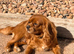 BEAUTIFUL FIVE-YEAR-OLD SPAYED CAVALIER LOOKING FOR HER FOREVER HOME