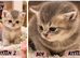 Beautiful GCCF Registered British Shorthair Kittens